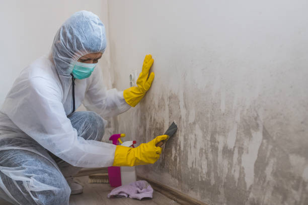 Best Health and Safety Mold Remediation in Portales, NM