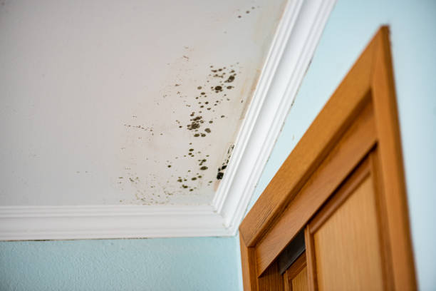 Portales, NM Mold Remediation Company