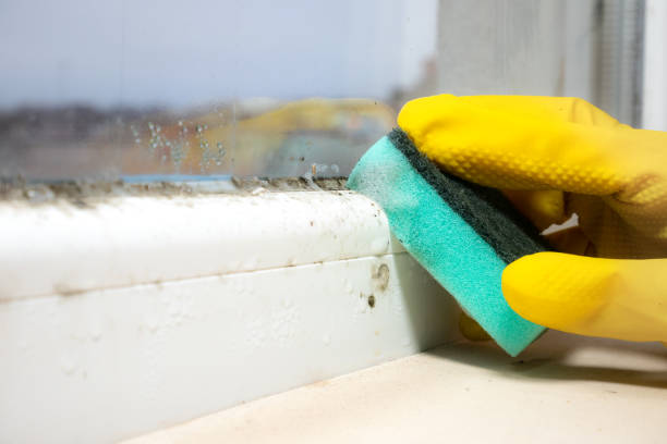 Best Mold Testing and Inspection Services in Portales, NM