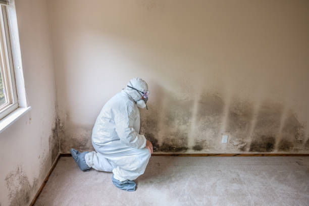 Best DIY Mold Remediation Support Services in Portales, NM
