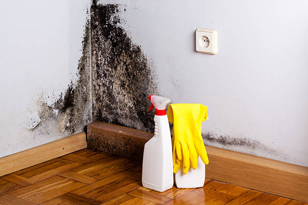 Best Industrial Mold Remediation in Portales, NM