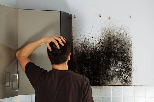 Best Attic Mold Remediation in Portales, NM