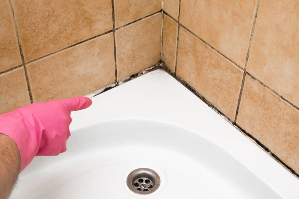 Best White Mold Remediation in Portales, NM
